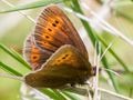 Mountain Ringlet